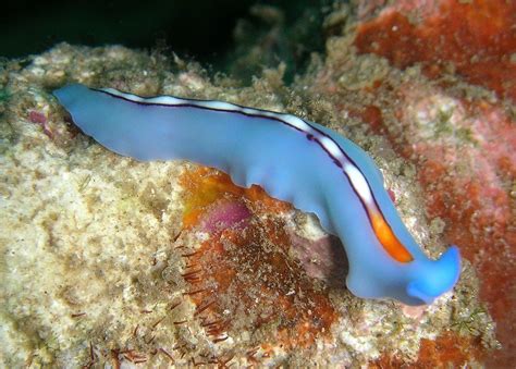 a blue and orange sea slug sitting on top of a coral