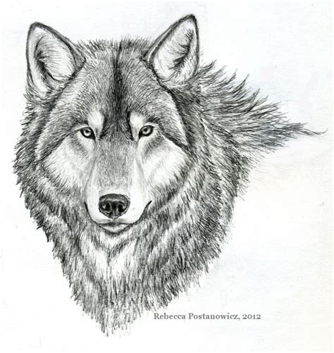 Pencil Cool Wolf Drawing Easy - bmp-mathematical