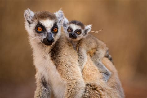 Lemurs of Madagascar - photo gallery - Africa Geographic