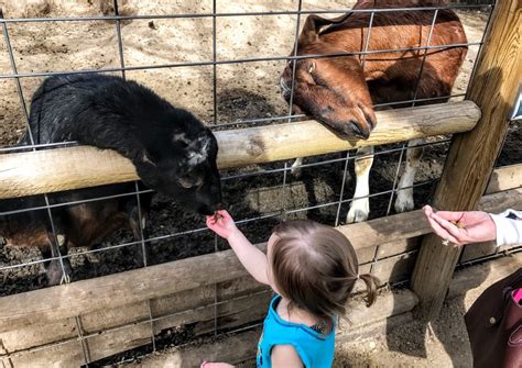 Zoo Boise plans expansion, hopes to further conservation mission