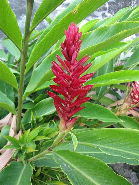 Alpinia Ornamental Ginger Care Guide