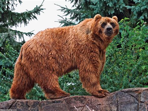 Kodiak El gigante de Alaska