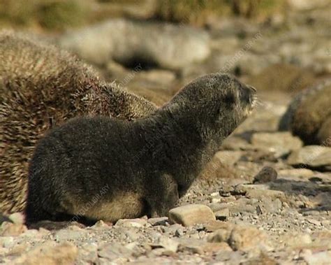 Fur seal pup - Stock Video Clip - K001/7775 - Science Photo Library