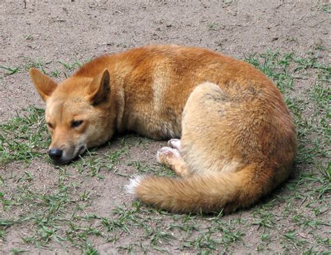 Sleeping Dingo - Canis lupus dingo image - Free stock photo - Public Domain photo - CC0 Images