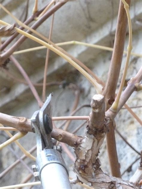 Worcester College Gardeners 2009-2018: Pruning 'Campsis radicans' (Trumpet Vine)