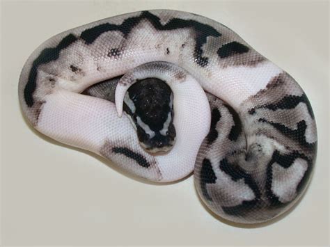 Lightning Pied - Morph List - World of Ball Pythons | Pet snake, Baby snakes, Reptiles pet