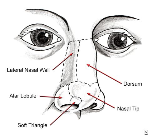 Nose Revision Surgery and Surgeons: October 2012