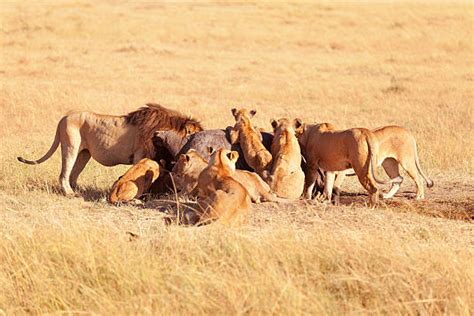 Lions Eating Prey Stock Photos, Pictures & Royalty-Free Images - iStock