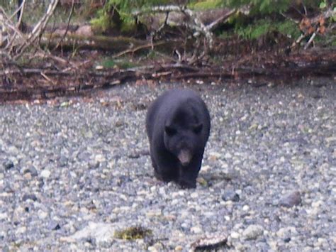 Black bear ready for hibernation | Grizzly Bear Tours & Whale Watching ...