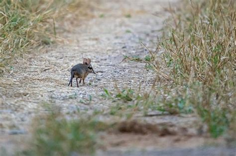 Four-toed elephant-shrew | sengi | Singita