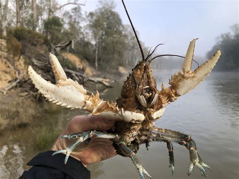 Species of the month - releasing Murray Crayfish back where they were lost - Nature Glenelg Trust