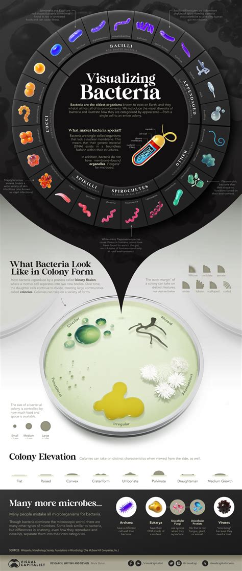 Visualized: The Many Shapes of Bacteria