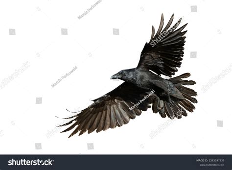 16,977 Raven Flying Images, Stock Photos, 3D objects, & Vectors | Shutterstock