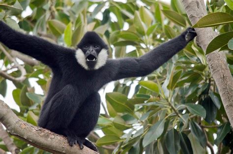 Nomascus concolor (Black Crested Gibbon) | Memeliler, Sürüngenler ...