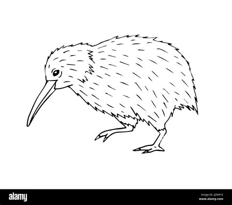 Vector hand drawn doodle sketch kiwi bird isolated on white background ...