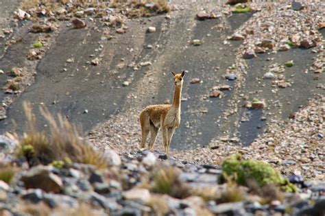 Reviving the Vicuña - Long Now