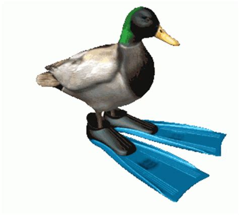 Spinning Duck Sticker - Spinning Duck - Descubrir y compartir GIFs