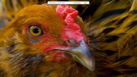 URGENT! Bleeding Chicken Beak! | Page 2 | BackYard Chickens - Learn How ...