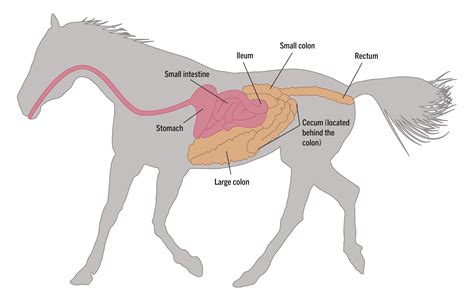 Pregnant Horse Diagram