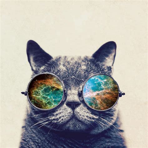 Cat With Glasses Wallpapers - Wallpaper Cave