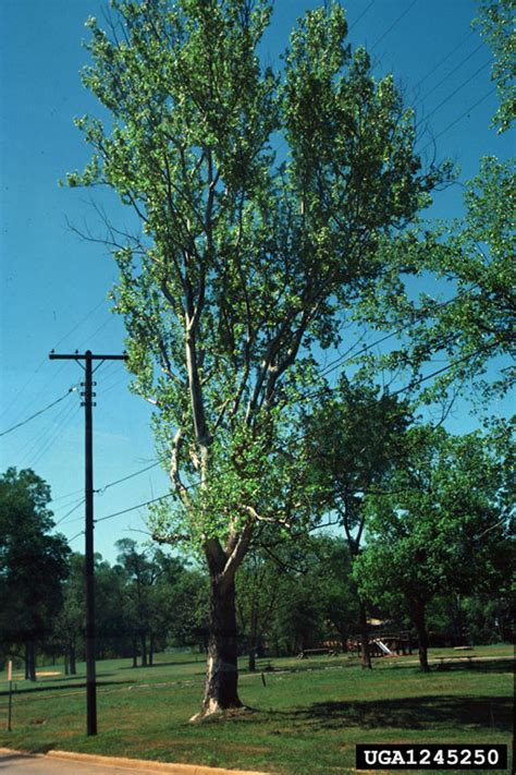 utility line clearance pruning