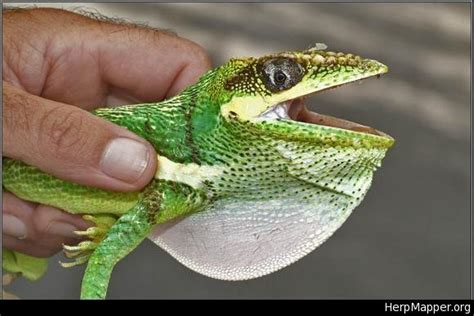 Knight Anole (Lizards On The Loose! Anole Lizards of South Florida ...