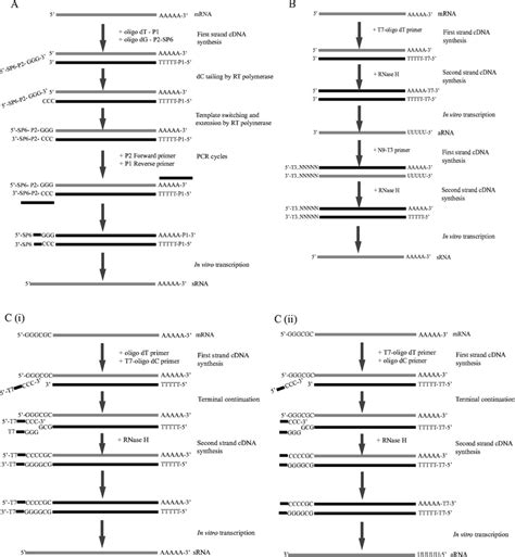 (A) First strand cDNA is initiated by priming with an oligo dT primer... | Download Scientific ...