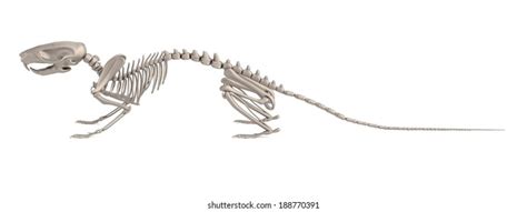 3d Render Mouse Skeleton Stock Illustration 96861010 | Shutterstock