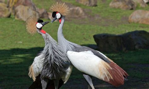 East African Crowned Crane - San Francisco Zoo & Gardens