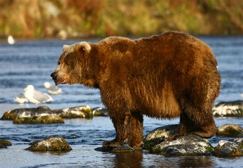 12 Largest Bear Species in the World (with Photos) - WildlifeTrip