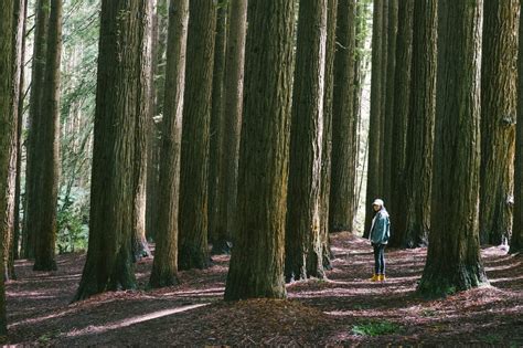 Great Otway National Park, Australia | Jelly Journeys