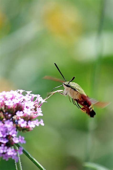 Feeding Hummingbird Moth Photograph by Daniel Caracappa - Fine Art America