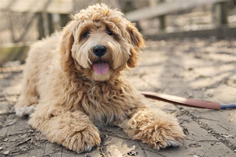 Irish Doodle vs Goldendoodle: What's The Difference? • helloBARK!