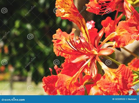 Pride of Barbados stock photo. Image of flower, petals - 32339522