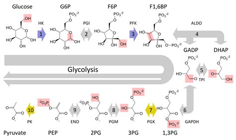 Reading: Glycolysis | Biology (Early Release)