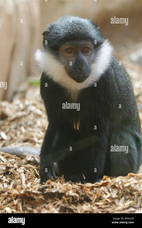 White bearded monkey hi-res stock photography and images - Alamy