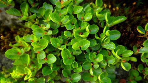 The world’s tiniest tree | BBC Earth