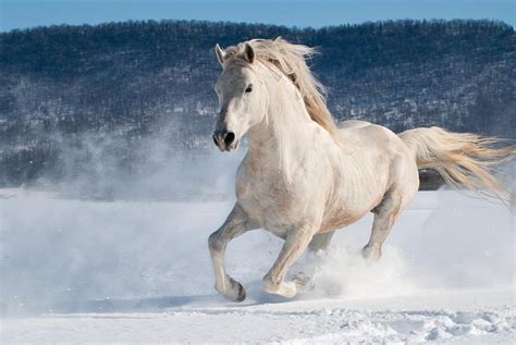 White Horse Running In Powder Snow Photograph by Andrew Dierks