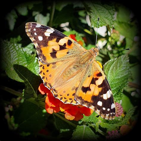 Vanessa Cardui | A butterfly Vanessa Cardui on lantana flowe… | Flickr