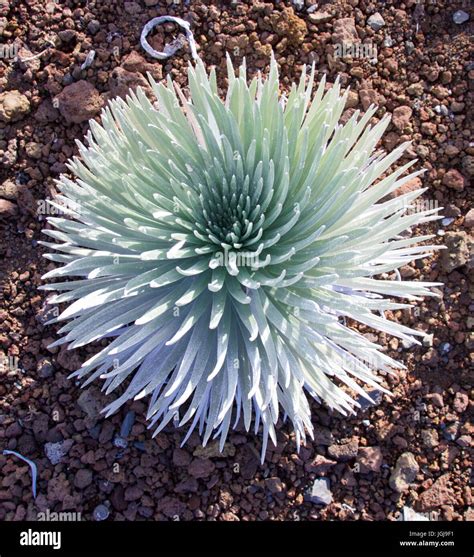 Haleakala Silversword plant only to be found at Haleakala National Park Stock Photo - Alamy