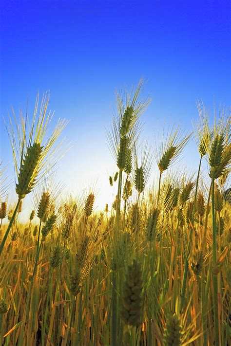 Close Up Of Wheat Crop Photograph by Imagewerks | Fine Art America