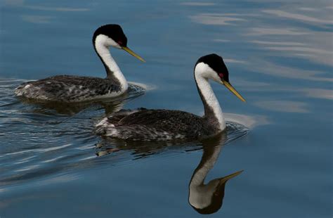 Western Grebe with Reflection Photograph by Cascade Colors - Pixels