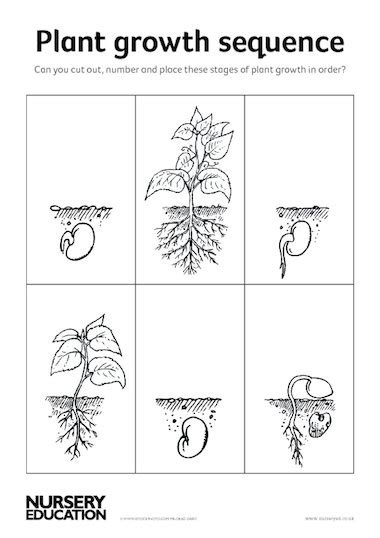 Stages Of Plant Growth Worksheet