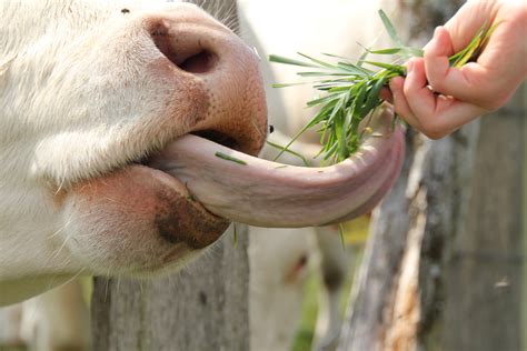 Free Images : grass, meadow, animal, wildlife, cow, tongue, koala ...