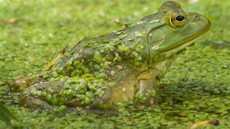 황소개구리(American bullfrog) : 네이버 블로그