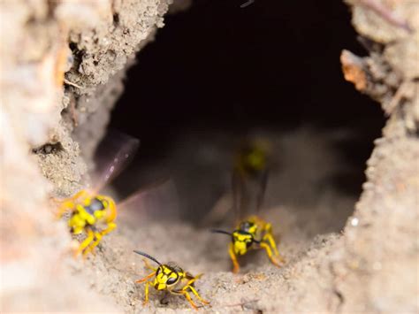 Which Hornets Live in the Ground? Wasps that Live Below Ground