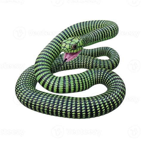 Boomslang snake 3D illustration 11890199 Stock Photo at Vecteezy