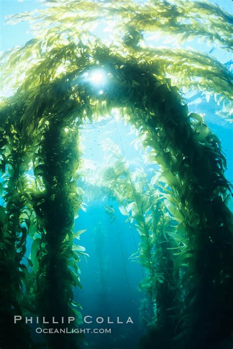 Kelp bed, Macrocystis pyrifera photo, San Clemente Island, California