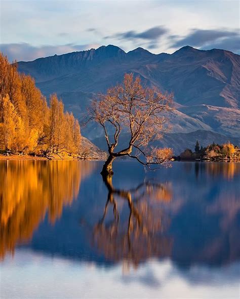 Early morning Autumn colours down at the Wanaka tree. Photo by ...