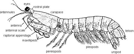 Anatomy - The Mantis Shrimp